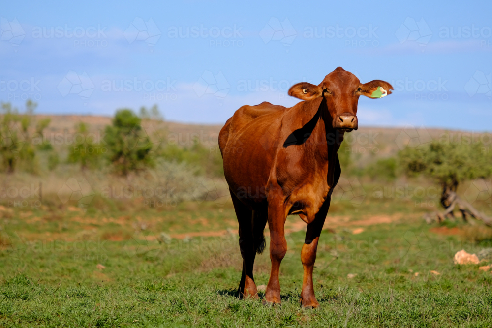 Long shot of Single Brahman beef cattle with vast paddock in background - Australian Stock Image