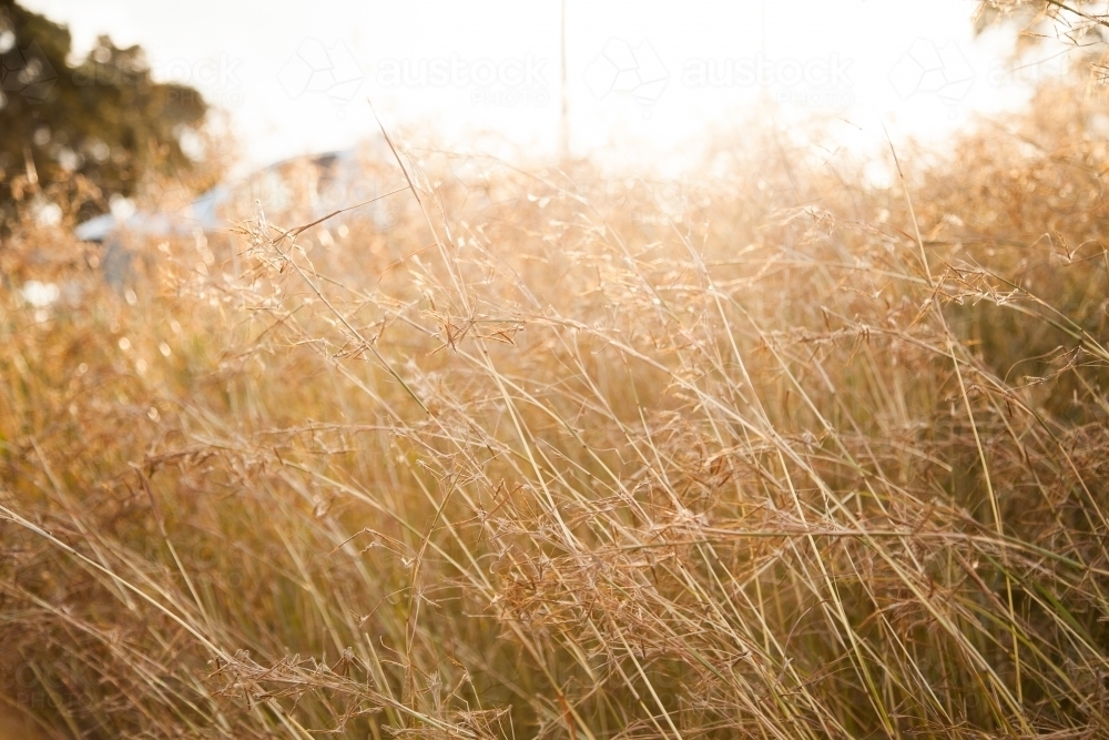 Long stalks of grass in the sunlight bending in the wind - Australian Stock Image
