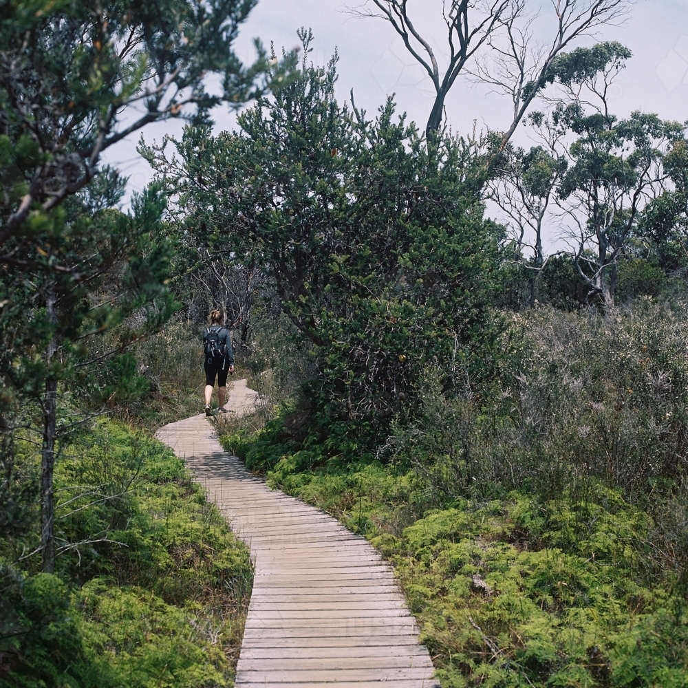 Long Timber Track Through the Bush - Australian Stock Image