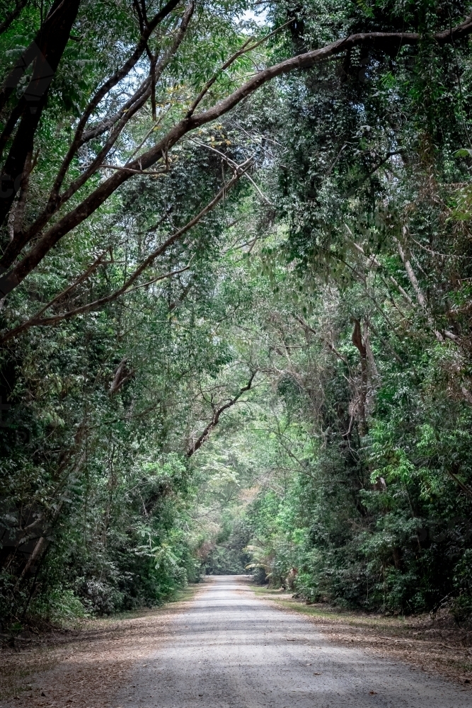 Long view of dirt road through the rainforest - Australian Stock Image
