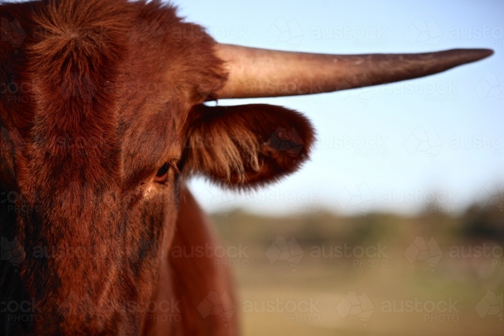 Longhorn cattle.  Longhorn. - Australian Stock Image