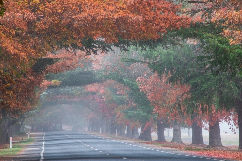 Looking along a canopy of autumn trees in the early morning fog. - Australian Stock Image