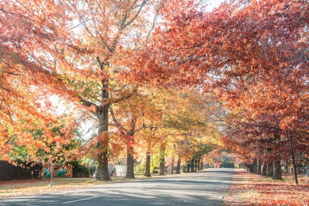 Looking along a canopy of autumn trees in the early morning sun : Austockphoto Looking along a canopy of autumn trees in the early morning sun - Australian Stock Image