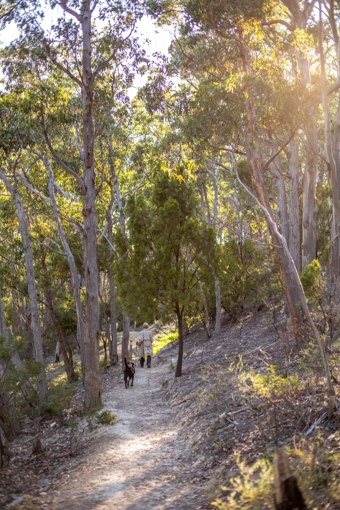 Looking along a gravel walking track in amongst an open dry eucalyptus forest - Australian Stock Image