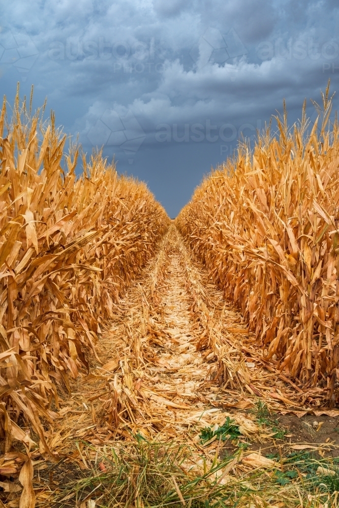 Looking along a row of dried corn under a dark sky - Australian Stock Image
