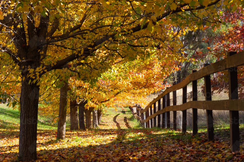 Looking along autumn trees in the morning sunlight - Australian Stock Image