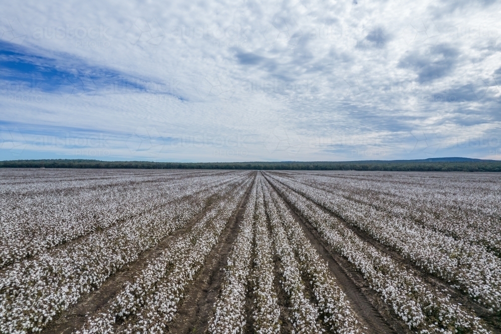 Looking along fields of cotton plants growing - Australian Stock Image