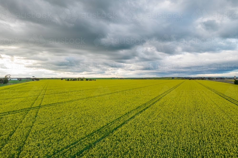 Looking at newly flowering canola paddocks on a stormy afternoon. : Austockphoto Looking at newly flowering canola paddocks on a stormy afternoon. - Australian Stock Image