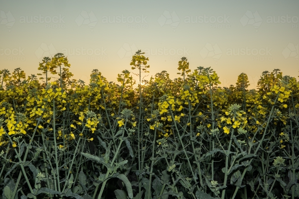 Looking at the edge of a canola field with the sun rising behind the crop. : Austockphoto Looking at the edge of a canola field with the sun rising behind the crop. - Australian Stock Image