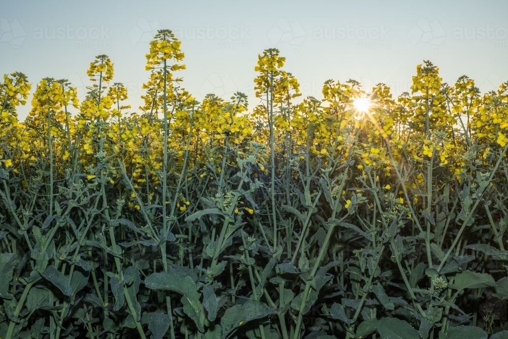 Looking at the edge of a canola field with the sun rising behind the crop. - Australian Stock Image