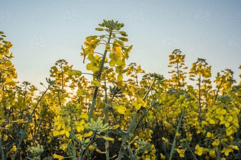 Looking at the edge of a canola field with the sun rising behind the crop. - Australian Stock Image