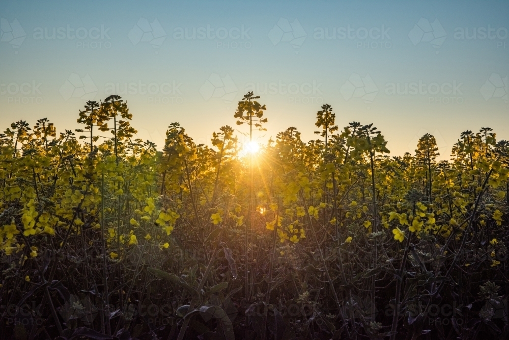 Looking at the edge of a canola field with the sun rising behind the crop. - Australian Stock Image