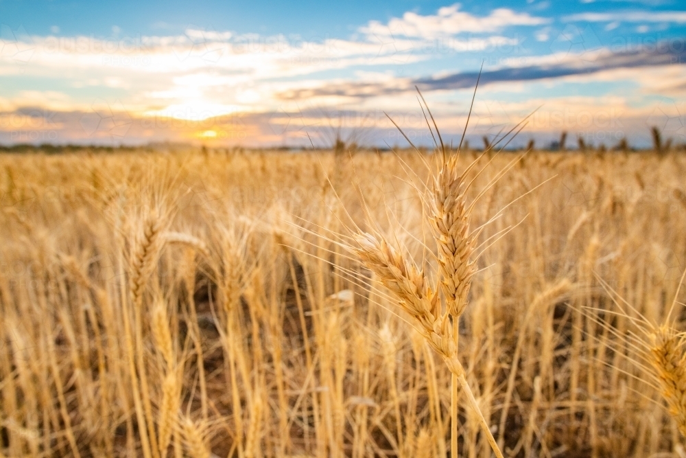 Looking at the grain growing in a field with the sun setting on the horizon. - Australian Stock Image