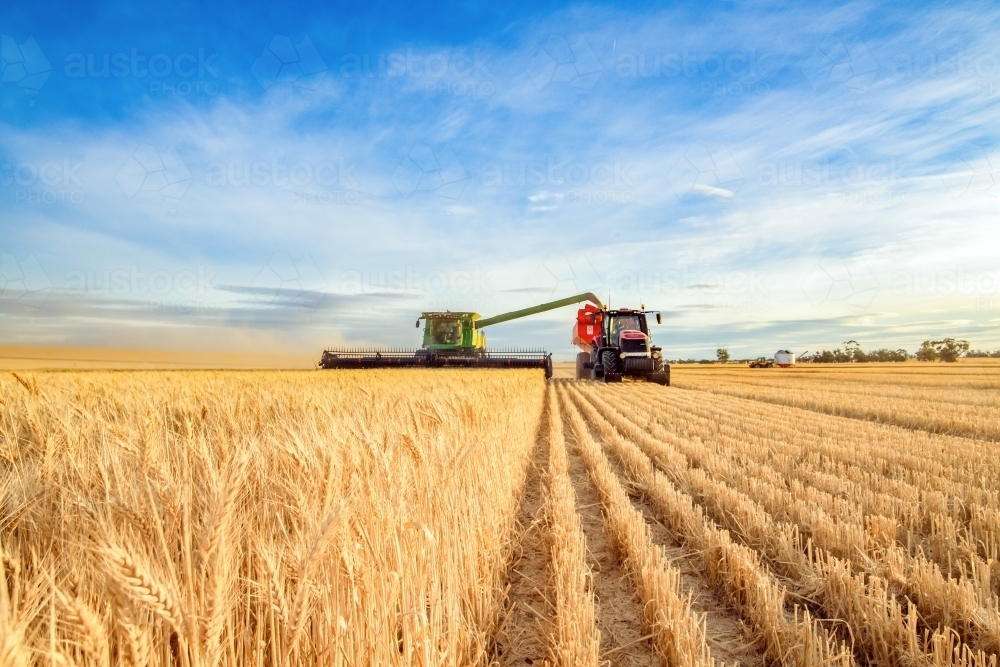 Looking at the wheat harvest as harvesting machine approaches - Australian Stock Image