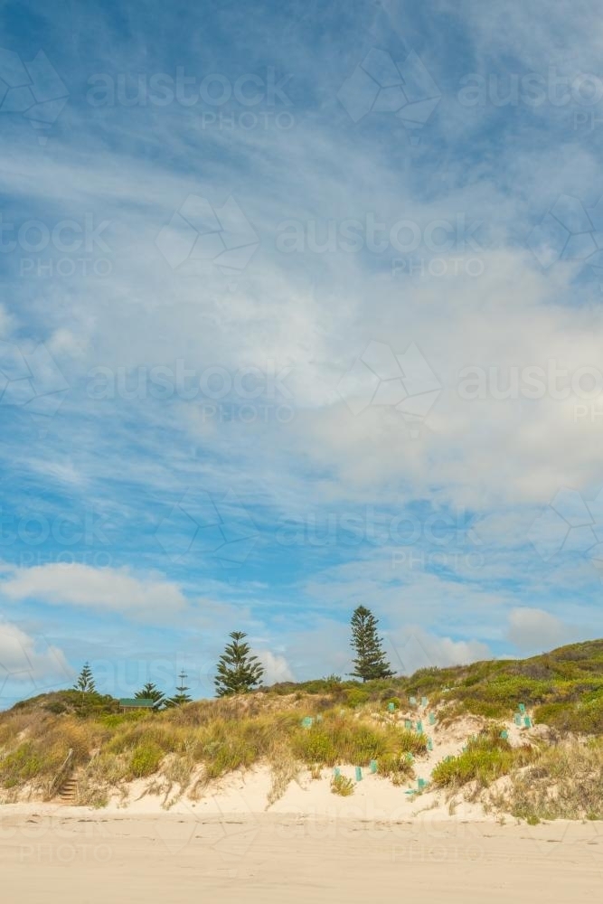 looking back at the dunes behind the beach - Australian Stock Image