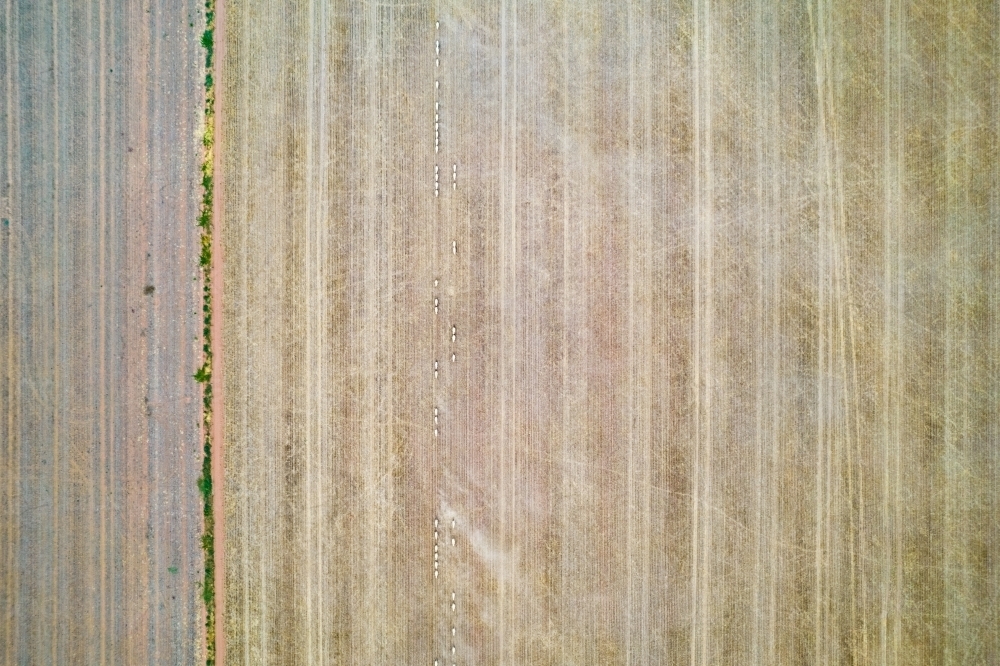 Looking directly down on a paddock and sheep walking along in lines. - Australian Stock Image