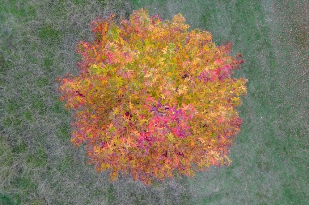 Looking directly down over an autumn tree with coloured leaves - Australian Stock Image