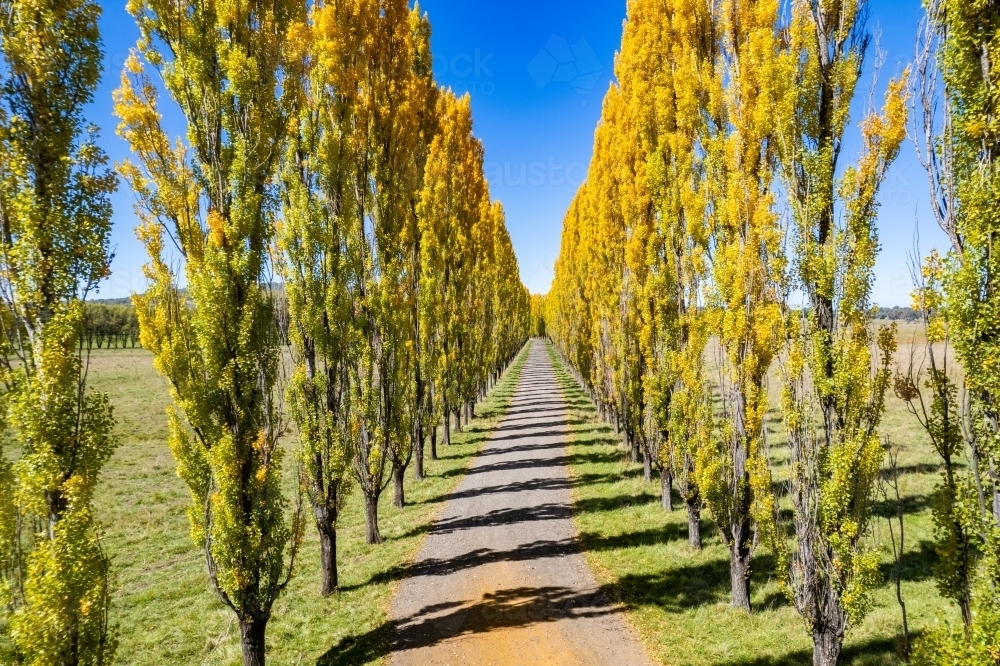 Looking down a country lane that is lined with yellow autumn poplar trees on a sunny blue sky day - Australian Stock Image