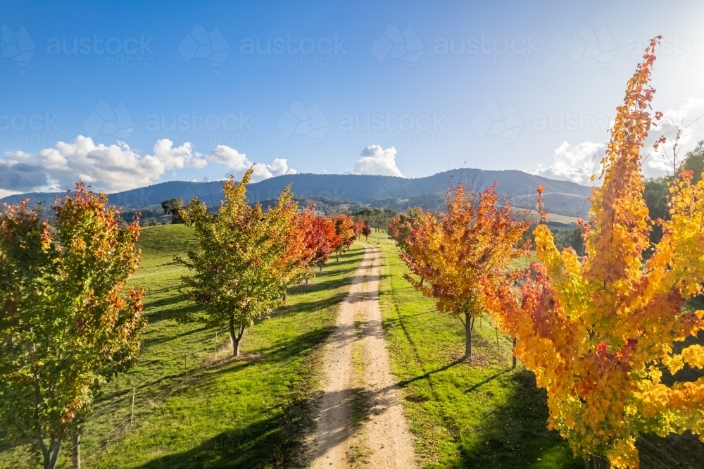Looking down a dirt track lined with golden autumn trees in season - Australian Stock Image