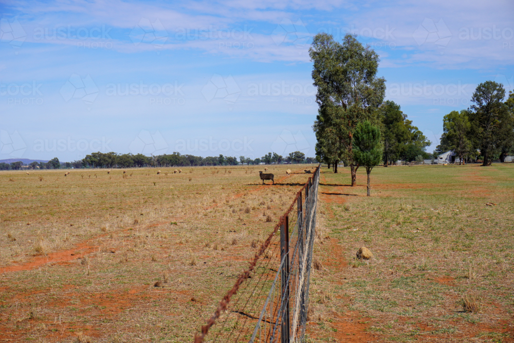 Looking down a fence line in a paddock with a sheep standing in the shadow of a tree - Australian Stock Image