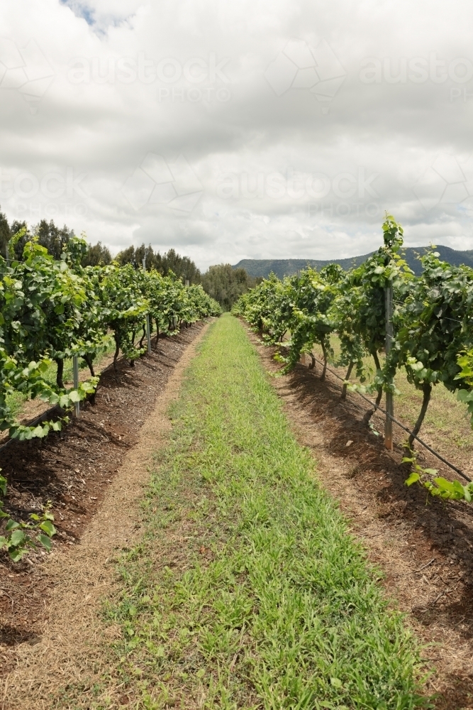 Looking down a row of vines at a winery - Australian Stock Image