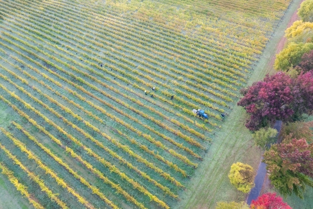 Looking down at a vineyard with autumn trees on the edge of the field - Australian Stock Image