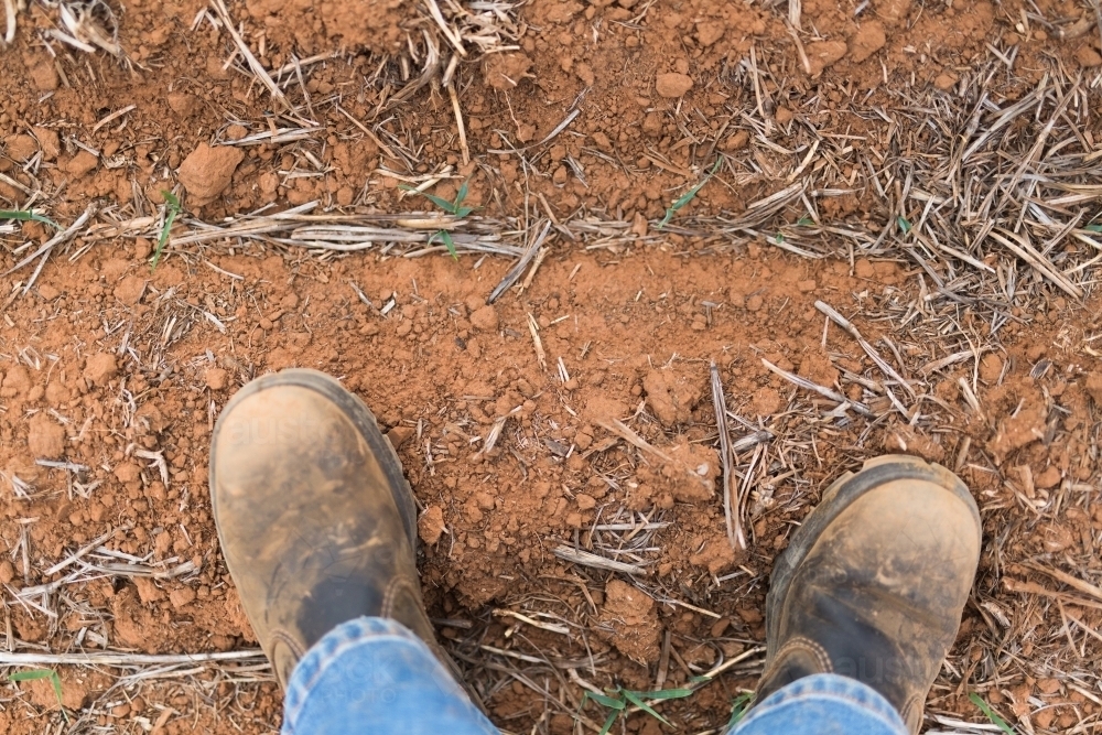 looking down at boots and a struggling barley crop in the drought - Australian Stock Image