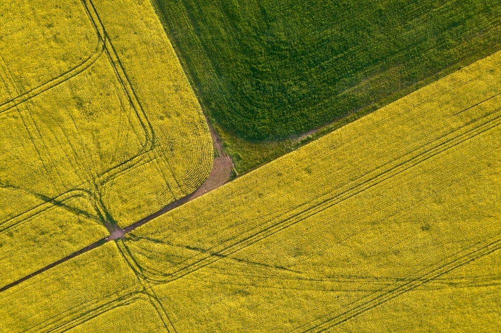 Looking down at canola field patterns in the Mallee. - Australian Stock Image