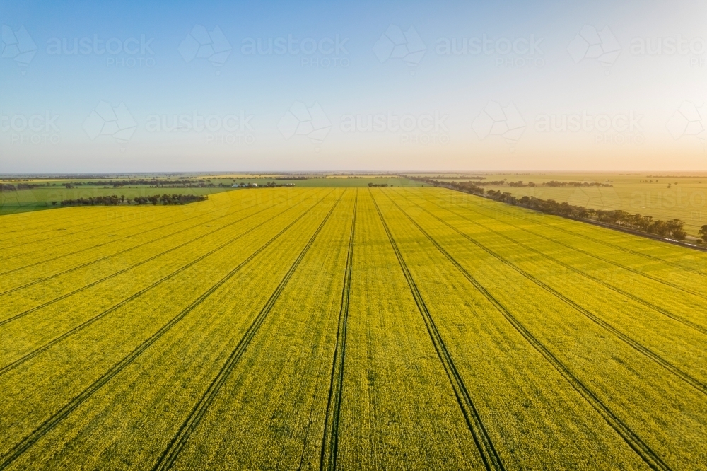 Looking down at canola fields leading into the distance in the Mallee. - Australian Stock Image