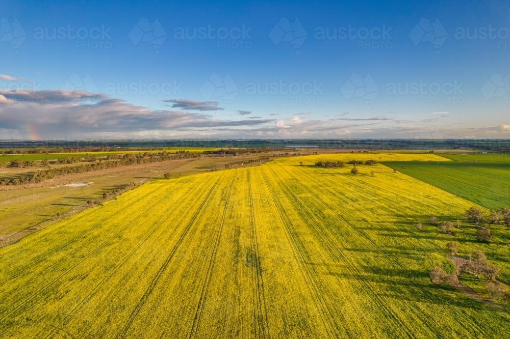 Looking down at canola fields leading into the distance in the Mallee. - Australian Stock Image