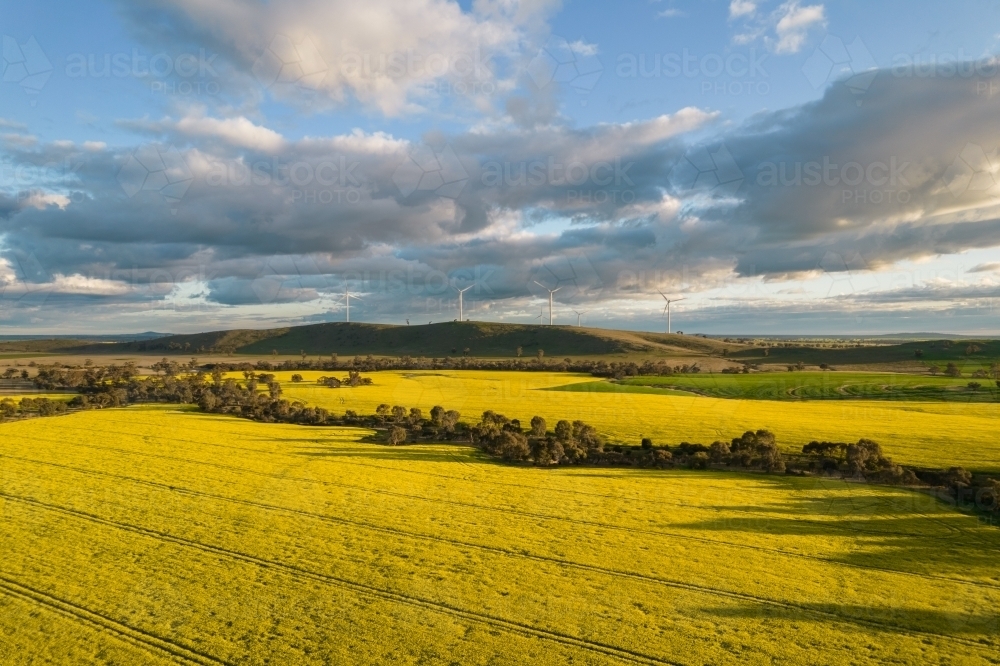 Looking down at canola fields leading into the distance in the Mallee. : Austockphoto Looking down at canola fields leading into the distance in the Mallee. - Australian Stock Image