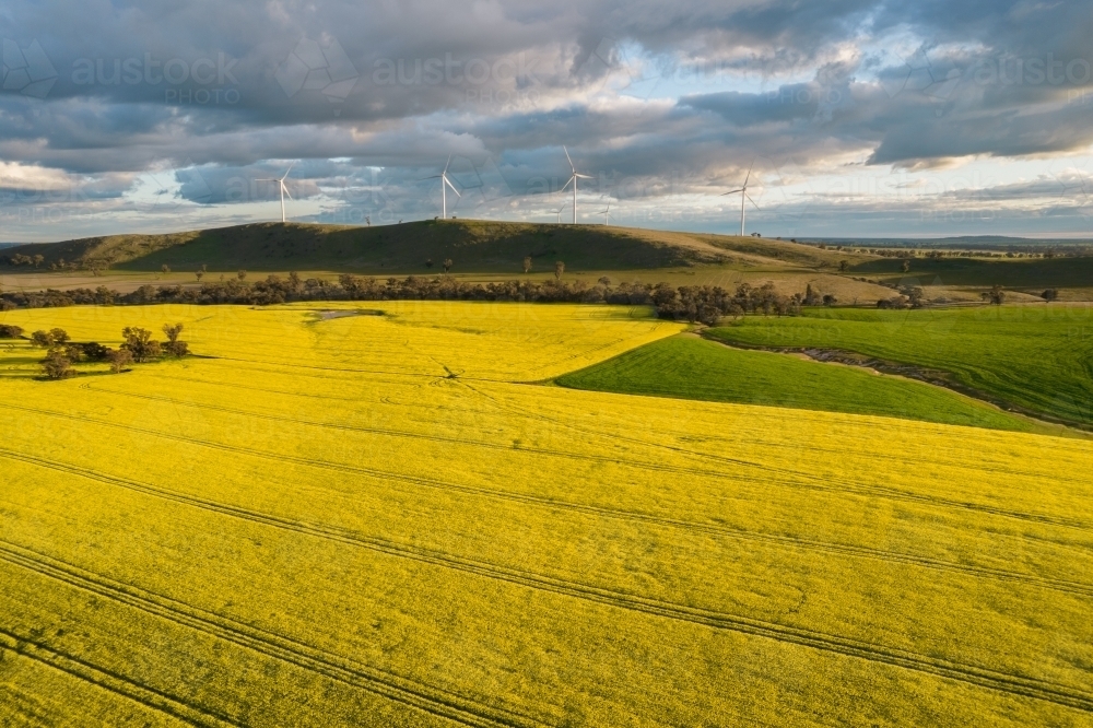 Looking down at canola fields leading into the distance in the Mallee. : Austockphoto Looking down at canola fields leading into the distance in the Mallee. - Australian Stock Image