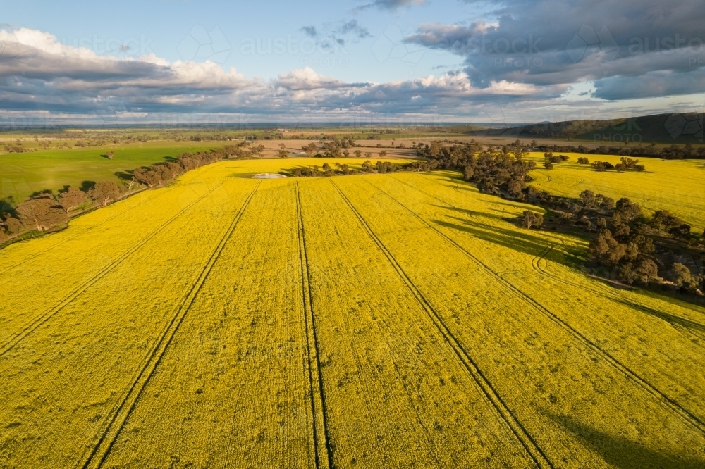 Looking down at canola fields leading into the distance in the Mallee. - Australian Stock Image
