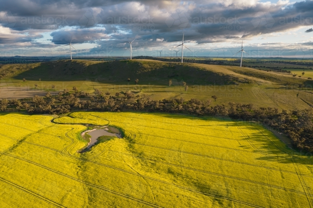Looking down at canola fields leading into the distance in the Mallee. - Australian Stock Image