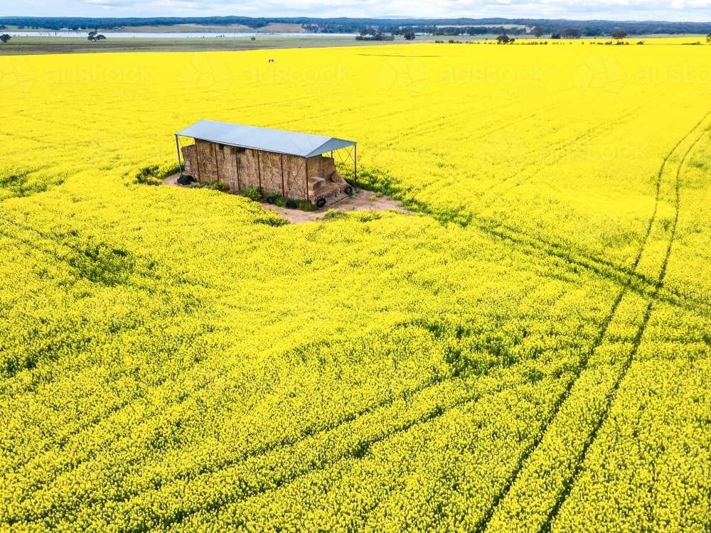 Looking down on a hay shed surrounded by a field of yellow canola - Australian Stock Image