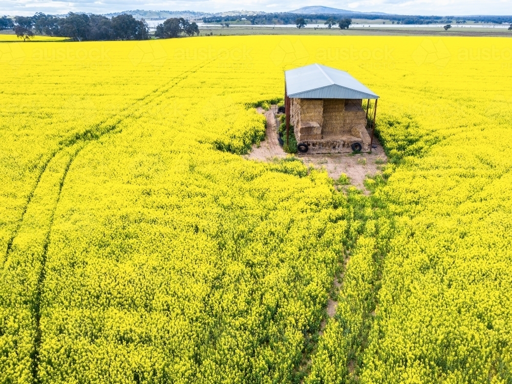 Looking down on a hay shed surrounded by a field of yellow canola - Australian Stock Image