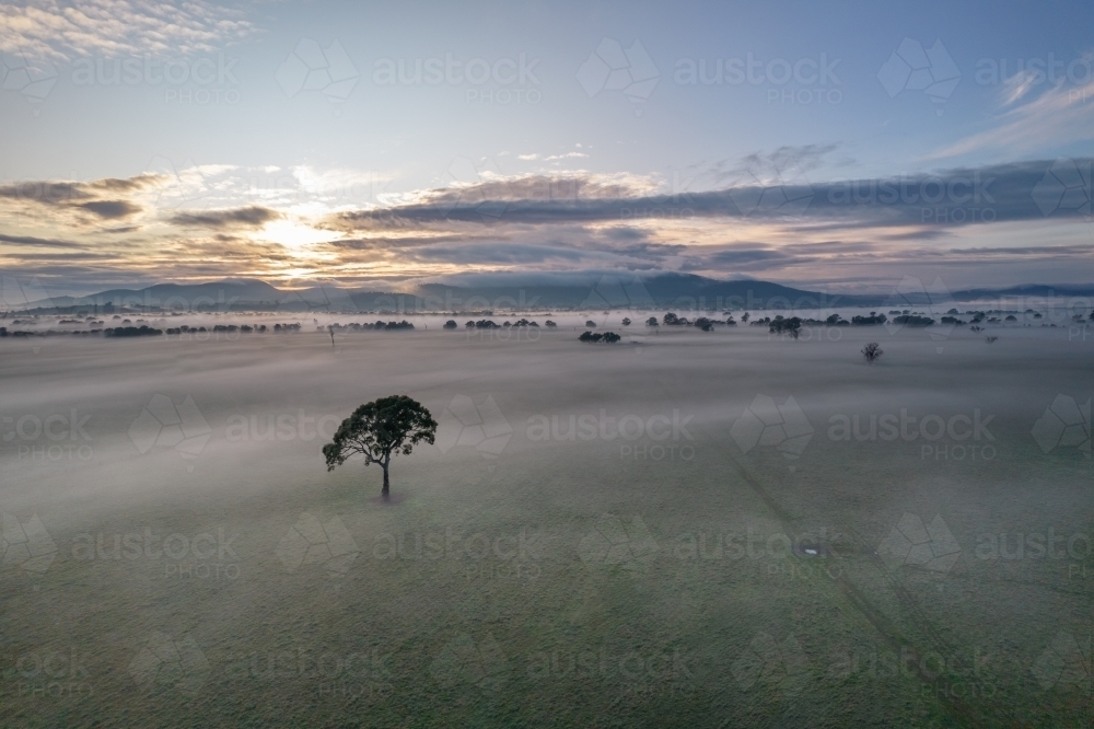 Looking down on a lone tree at sunrise with fog covering the ground. - Australian Stock Image