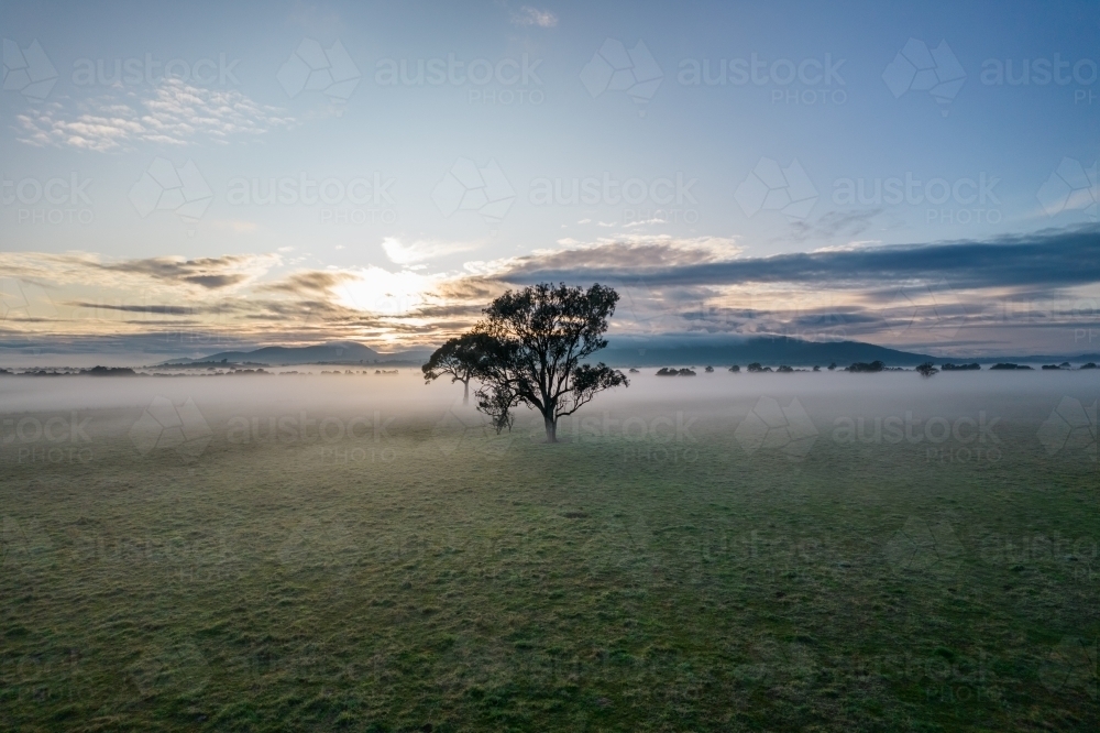 Looking down on a lone tree at sunrise with fog covering the ground. - Australian Stock Image