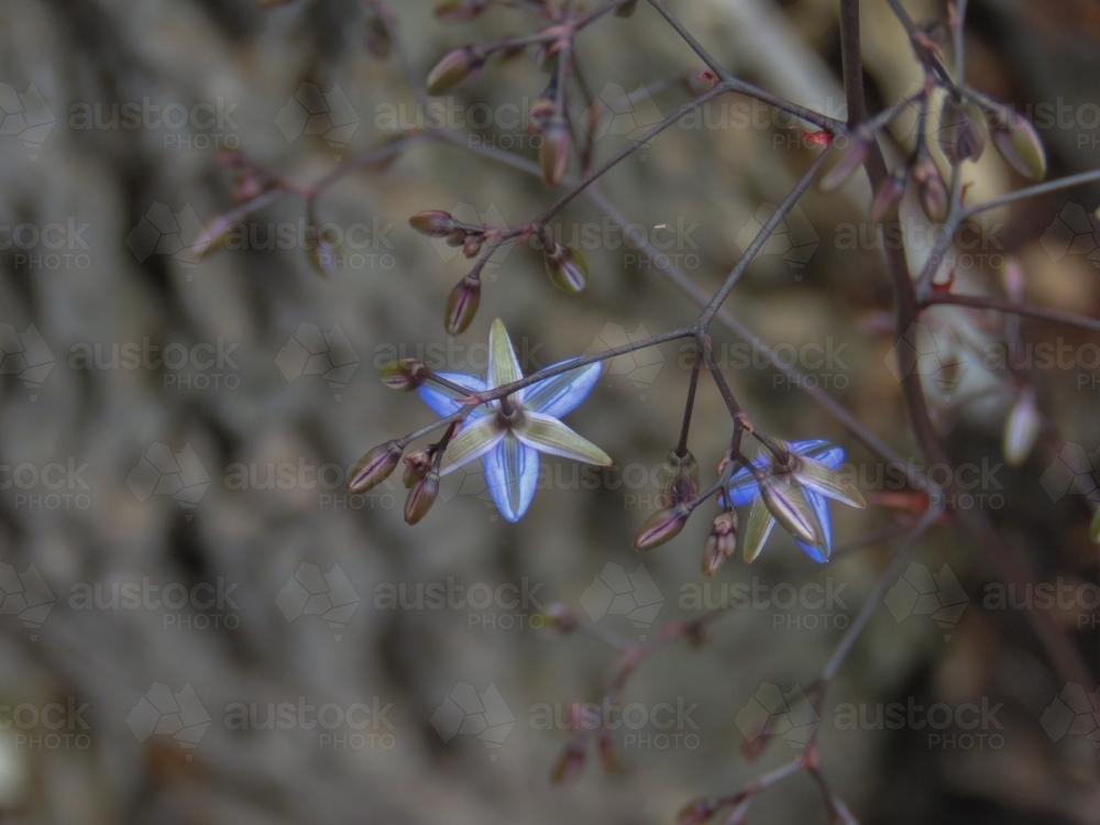 looking down on a mall blue native lily against bokeh tree trunk - Australian Stock Image