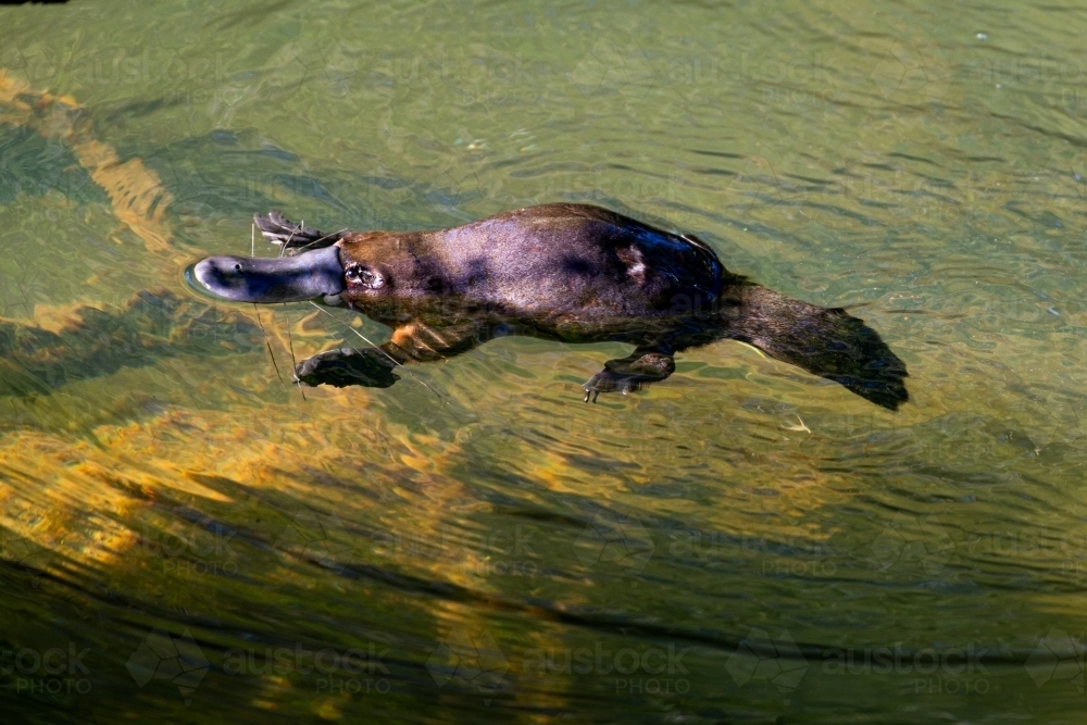 Looking down on a Platypus (Ornithorhynchus anatinus) floating in near the bank of the river - Australian Stock Image