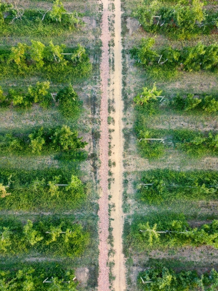 Looking down on a track running between rows of apple trees in an orchard - Australian Stock Image