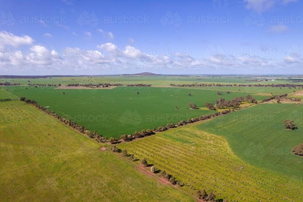Looking down on canola, wheat and other grain crops in the Mallee. - Australian Stock Image