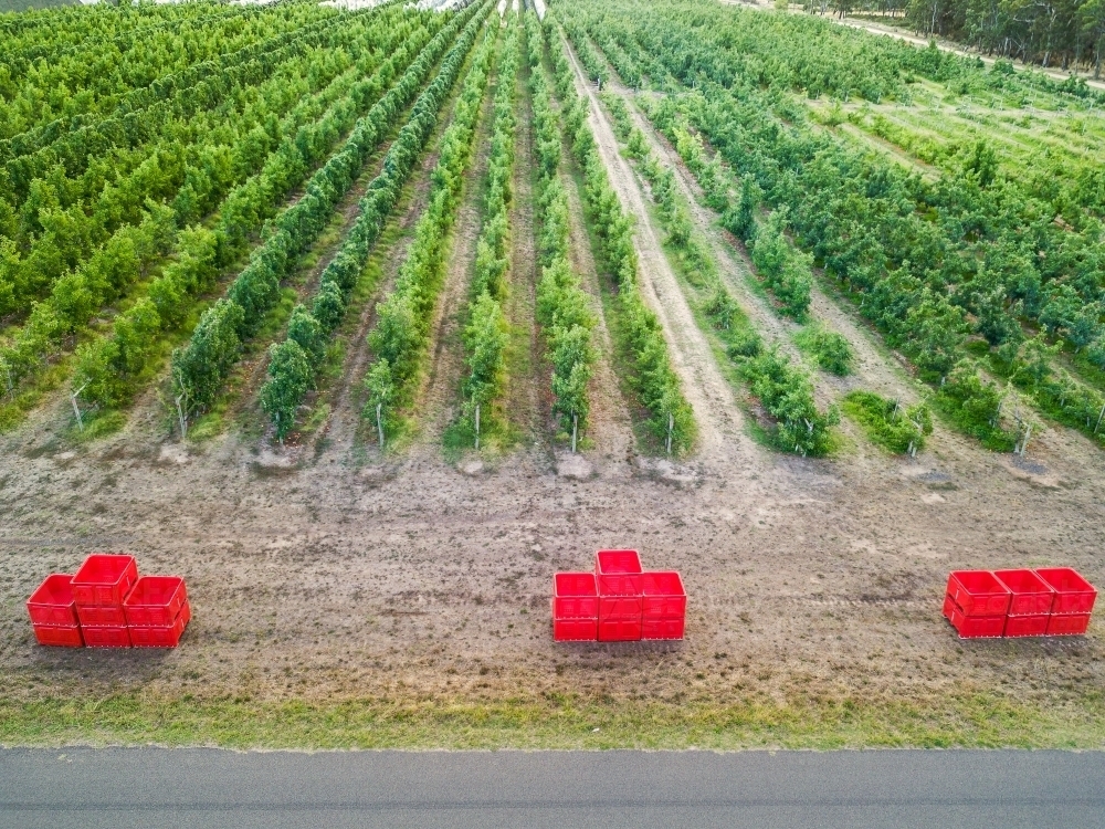 Looking down on empty fruit bins at the end of rows of fruit trees in an orchards - Australian Stock Image