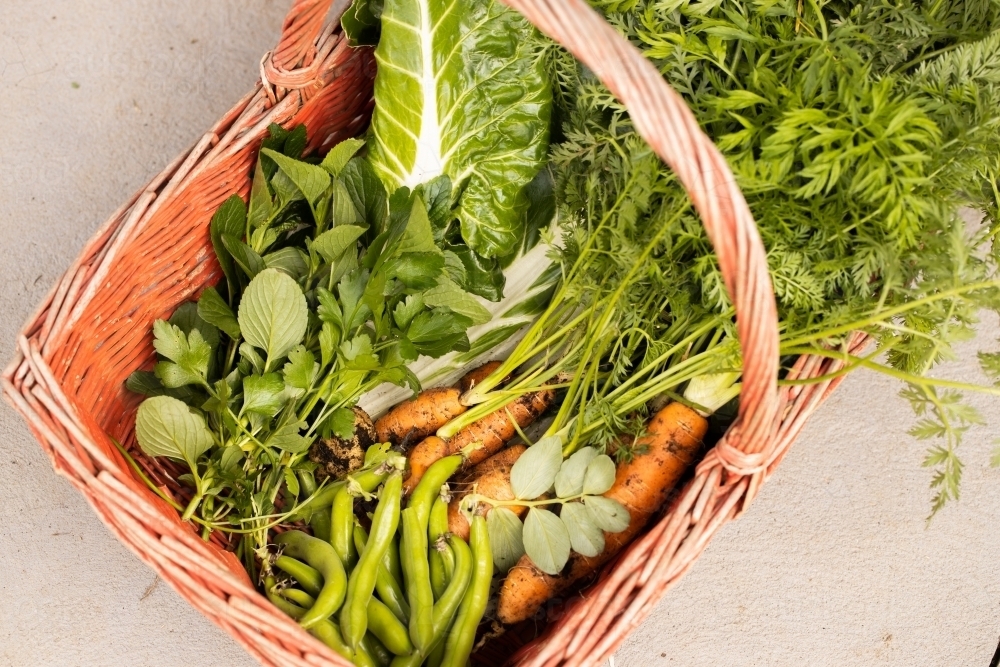 Looking down on red basket with fresh picked vegetables in it - Australian Stock Image