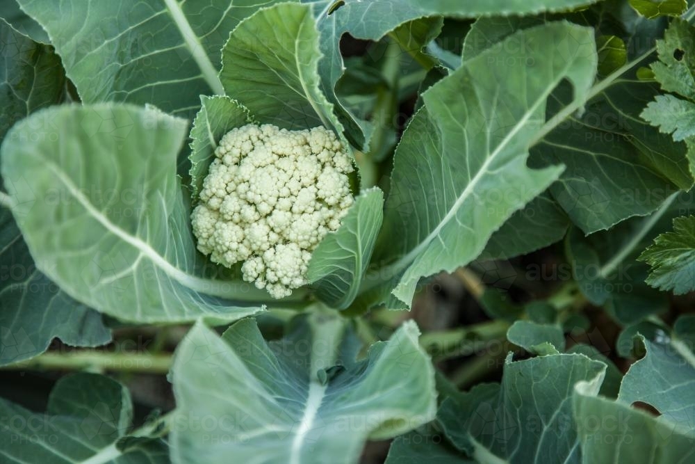 Image of Looking down on small cauliflower head growing in vegetable