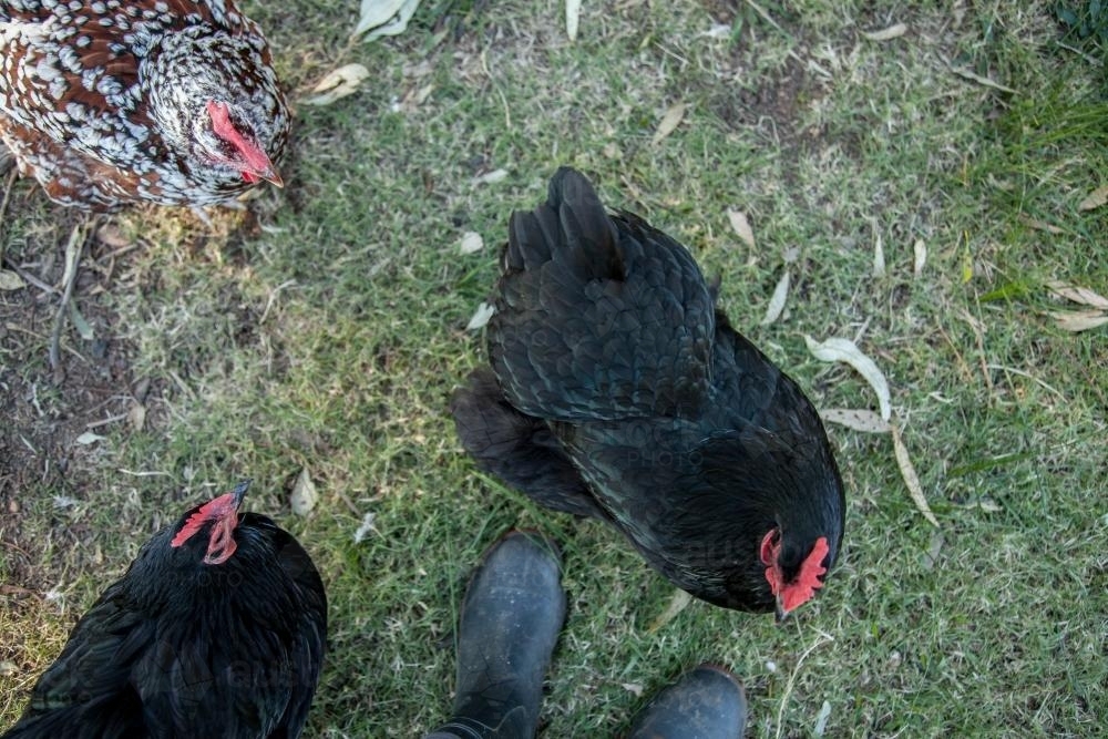 Looking down on three chooks and gumboots - Australian Stock Image