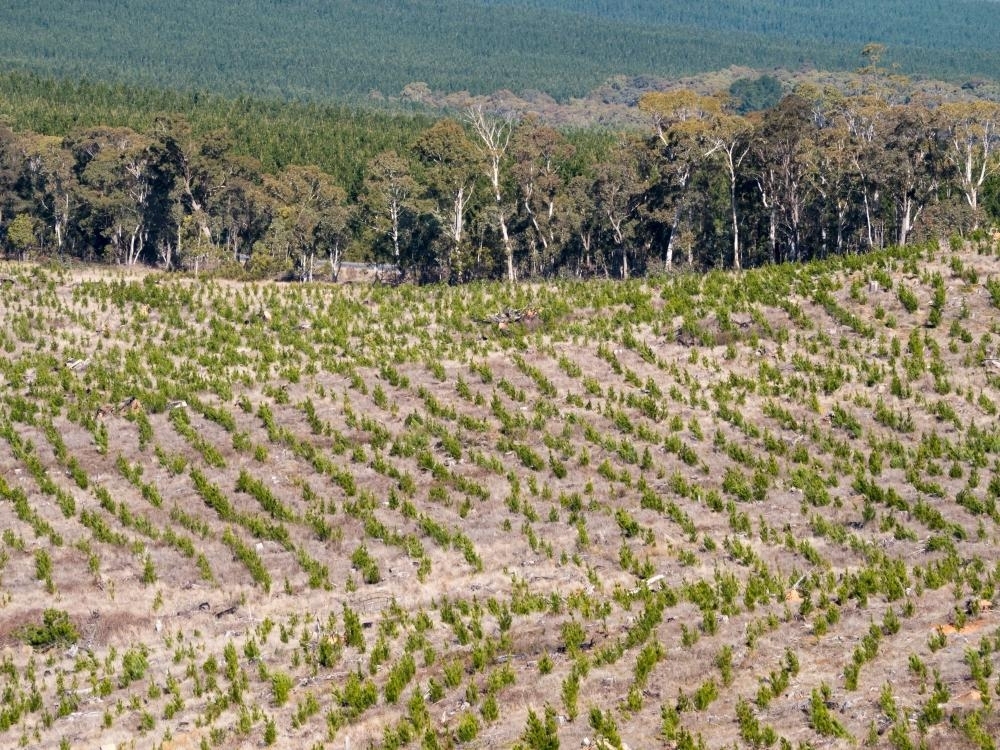 Looking down on young trees of a recently planted pine plantation - Australian Stock Image