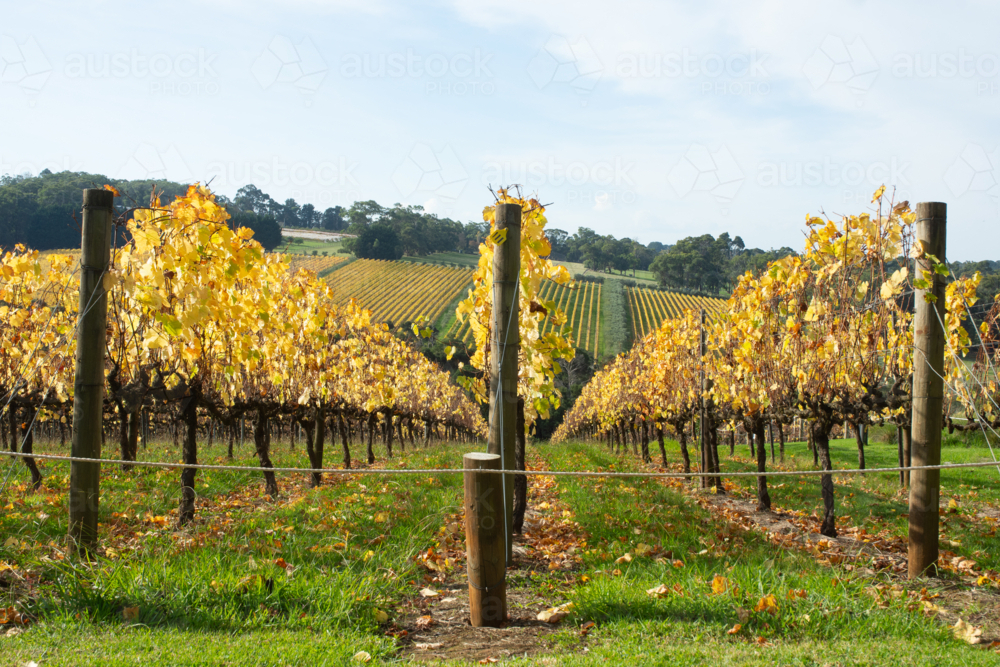 Looking down rows of golden grape vines in autumn - Australian Stock Image