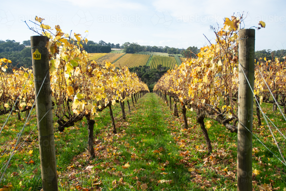 Looking down rows of grape vines in autumn on the Mornington Peninsula - Australian Stock Image