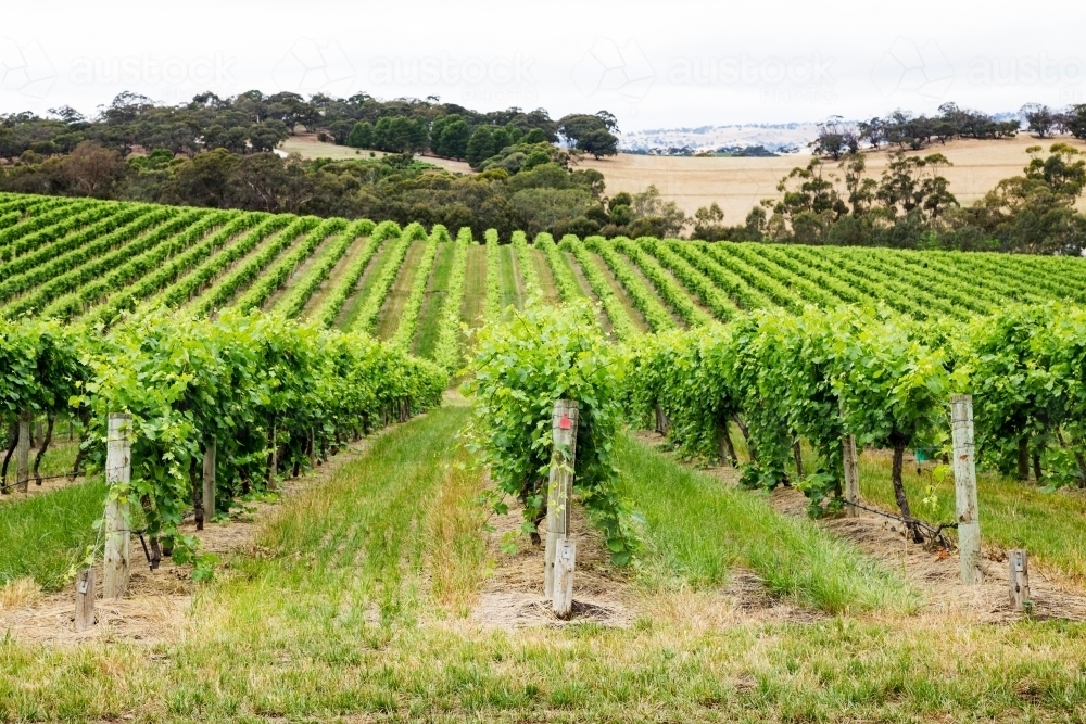 looking down rows of grapevines with hills in background - Australian Stock Image